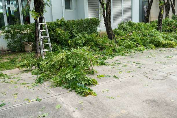 Best Tree Trimming and Pruning  in Monument Beach, MA