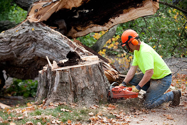 Best Tree Risk Assessment  in Monument Beach, MA